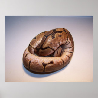 Spider Ball Python Poster