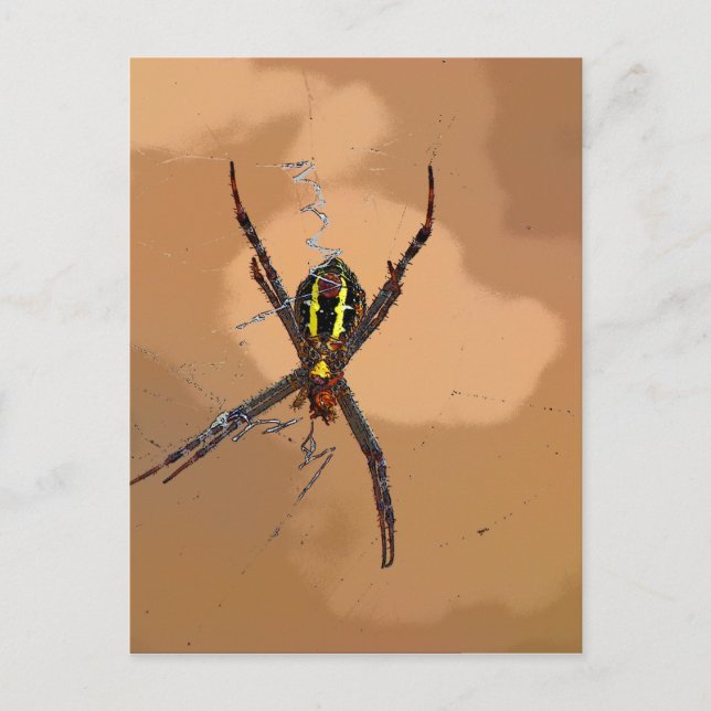 SPIDER BLACK AND YELLOW QUEENSLAND AUSTRALIA POSTCARD (Front)