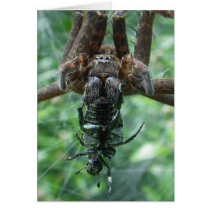 Spider Card