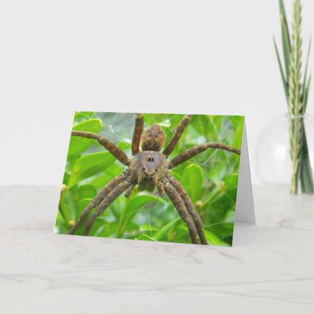 Spider Card (Front)