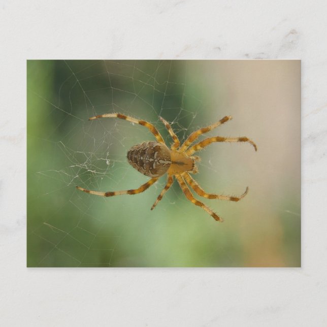 Spider - carte postale (Devant)