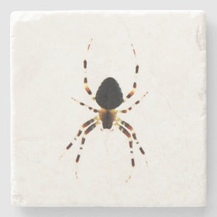 Spider coastera stone coaster