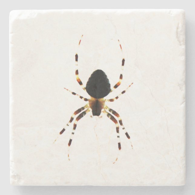 Spider coastera stone coaster (Front)