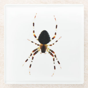 Spider coastercn glass coaster
