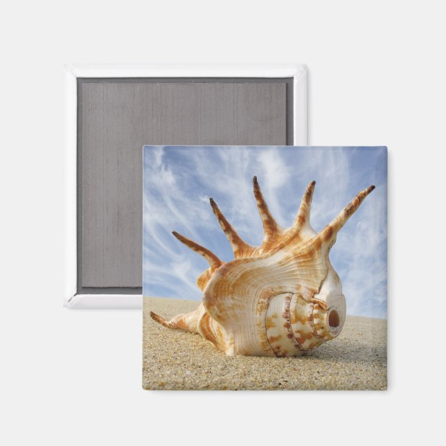 Spider Conch on Sandy Beach Magnet (Front/Back)