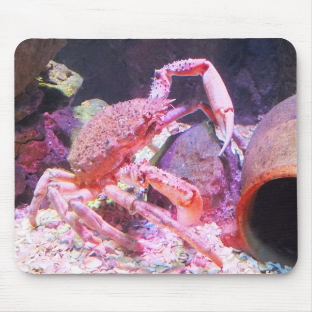 Spider crab animal mouse pad (Front)