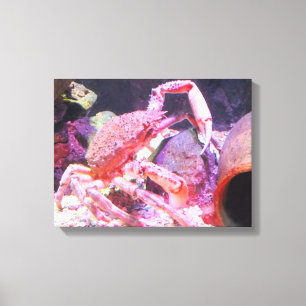Spider crab canvas print
