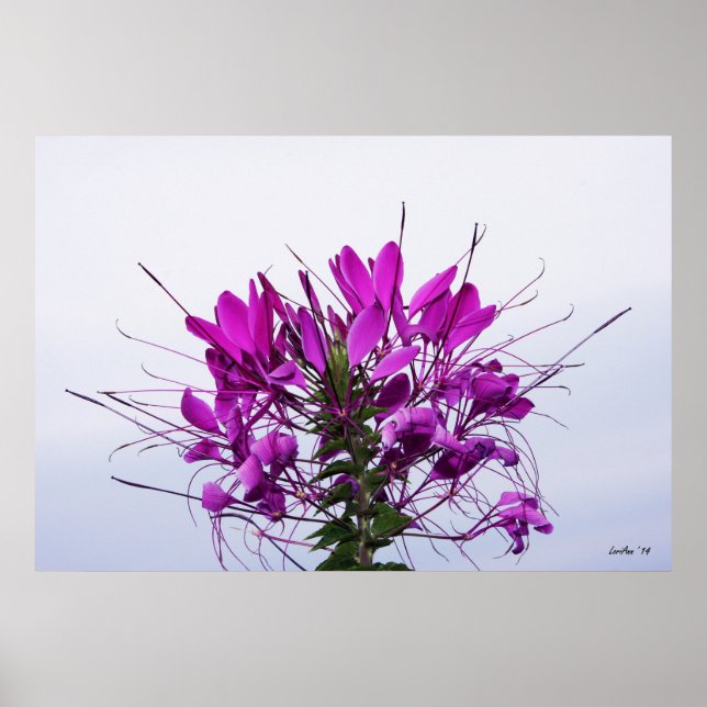 Spider Flower - CloseUp Poster (Front)
