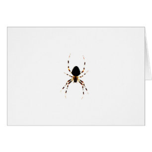 Spider gccna