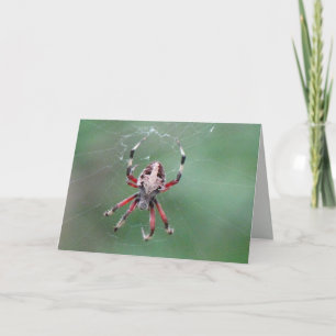 Spider Greeting Card