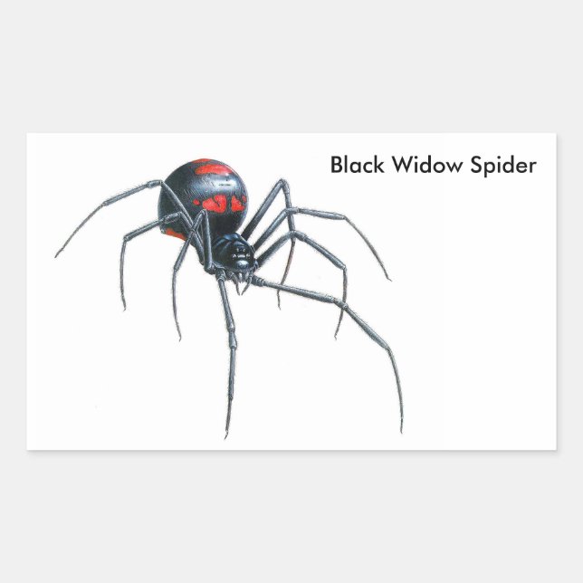 Spider image for Rectangle-Stickers-Glossy Sticker (Front)