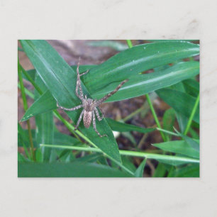 Spider in Smartweed Postcard