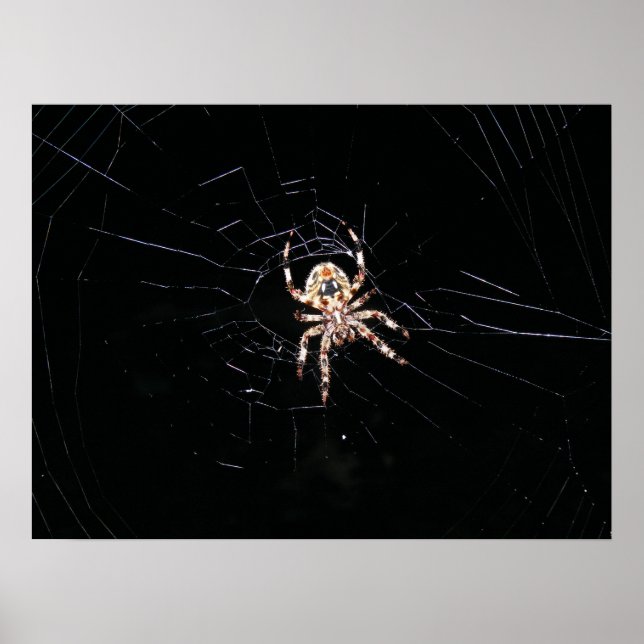 SPIDER IN THE DARK POSTER (Front)