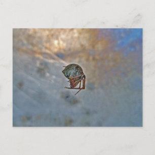 Spider in Web Postcard