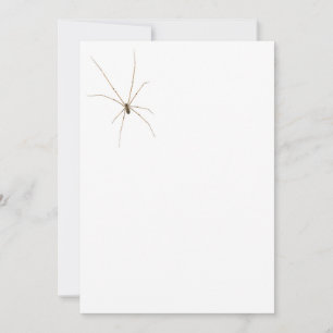 Spider Invitation