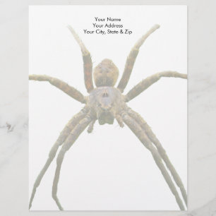 Spider Letterhead