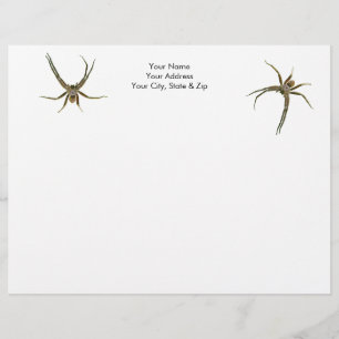 Spider Letterhead