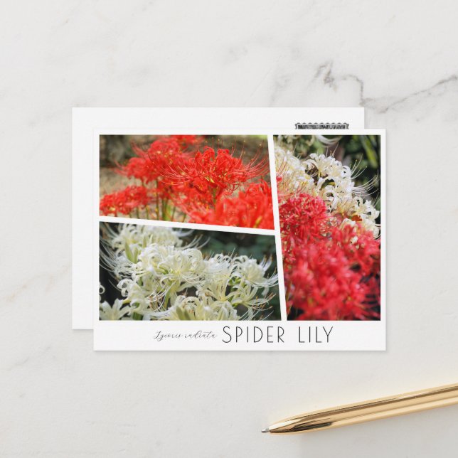 Spider Lily Postcard (Front/Back In Situ)