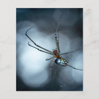 Spider Lovers | Beauty Spider With Webs Flyer