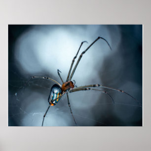 Spider Lovers   Beauty Spider With Webs Poster