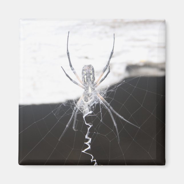 Spider Magnet (Front)