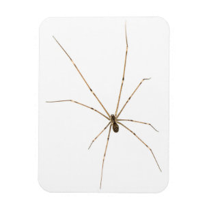 Spider Magnet