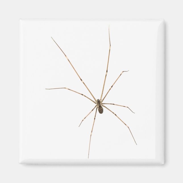 Spider Magnet (Front)