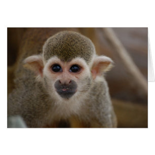 Spider Monkey