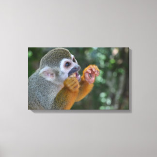 Spider Monkey Canvas Print