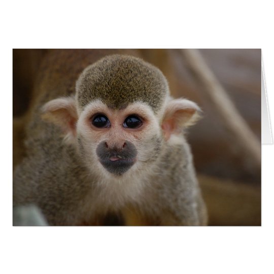 Spider Monkey Card