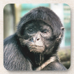 SPIDER MONKEY COASTER