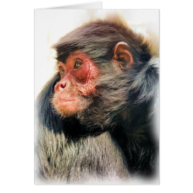 SPIDER MONKEY GREETINGS CARDS (Front)