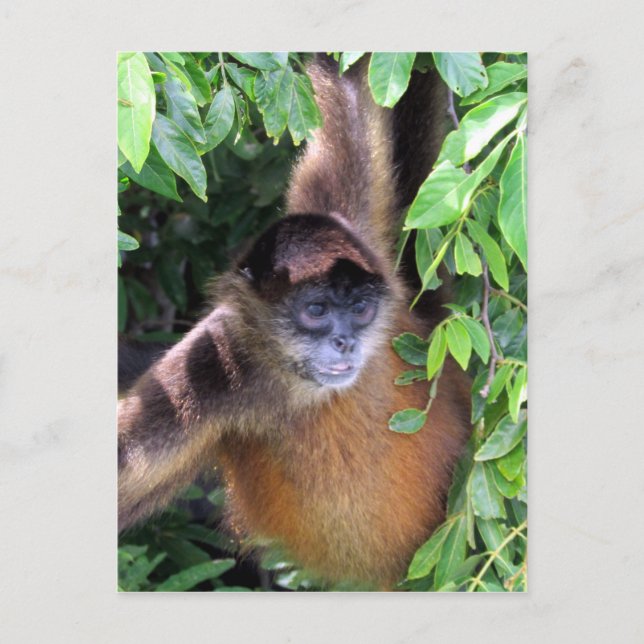 spider monkey looks postcard (Front)