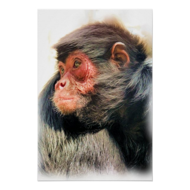 SPIDER MONKEY POSTER (Front)