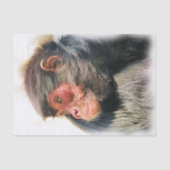 SPIDER MONKEY TISSUE PAPER (Front)