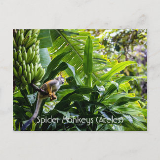 Spider Monkeys (Ateles) Postcard