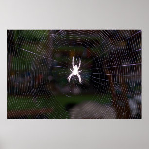 Spider n Web Poster