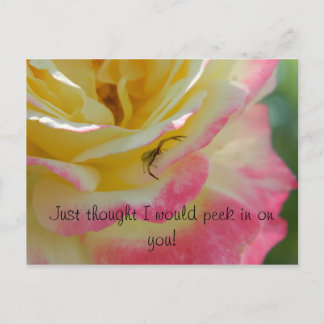 Spider on a Rose Postcard