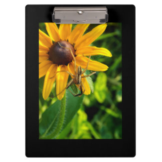 Spider on a Sunflower Clipboard