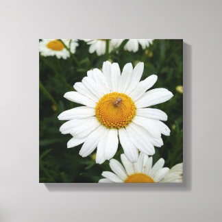 Spider on Daisy Canvas Print