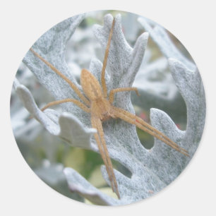 Spider on Dusty Miller Stickers