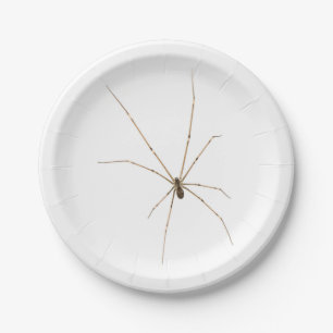 Spider Paper Plate