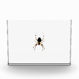 Spider pbcnm photo block