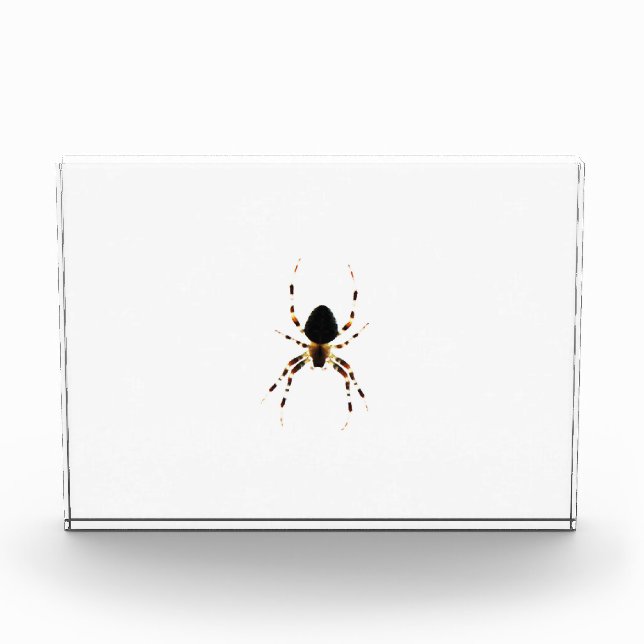 Spider pbcnm photo block (Front)