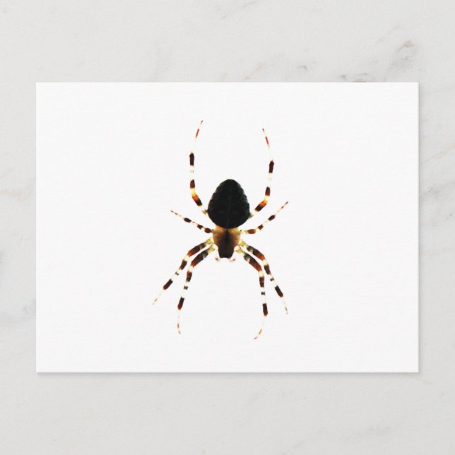 Spider pccna postcard (Front)