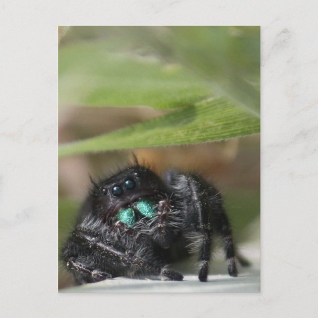 Spider! Postcard (Front)