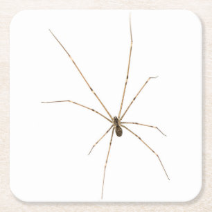Spider Square Paper Coaster