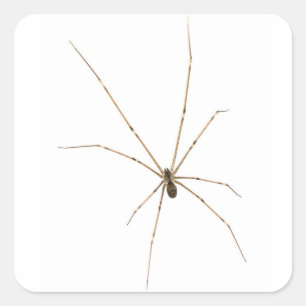 Spider Square Sticker