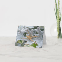 Spider sur la carte de note Dusty Miller