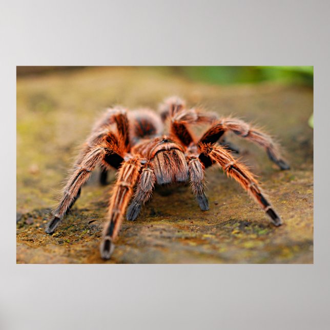 Spider Tarantula Insect Artwork Photo Poster (Front)